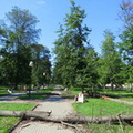 Санитарная обрезка и аварийная вырубка деревьев в городском парке Красногорска.