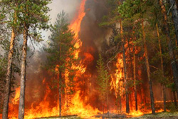 На территории Московской области устанавливается жаркая погода благоприятная для возникновения лесных пожаров!
