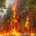 На территории Московской области устанавливается жаркая погода благоприятная для возникновения лесных пожаров!