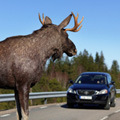На 86 км автодороги М9 "Балтия" в ДТП с участием дикого животного пострадала семилетняя пассажирка автомобиля!
