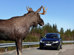 На 86 км автодороги М9 Балтия в ДТП с участием дикого животного пострадала семилетняя пассажирка автомобиля!