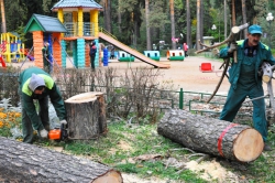 В детском городке Сказочный ведутся работы по вырубке сухостойных деревьев.