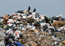 Витушева: борьба с мусором – одно из приоритетных направлений летней надзорной деятельности.
