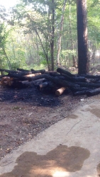 Поджог деревьев в Губайловском парке Красногорска!