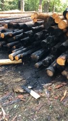 Поджог деревьев в Губайловском парке Красногорска!