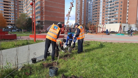 В мкр Чернево-2, города Красногорска высадили деревья и кустарники.