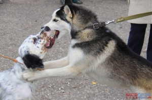 Выставка собак "Дог-Шоу", на площади у ДК "Подмосковье" в Красногорске.