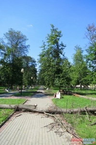 Санитарная обрезка и аварийная вырубка деревьев в городском парке Красногорска.